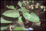 leaf and flower